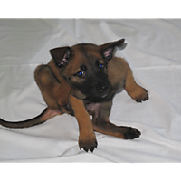 Sean Edward Brazas image